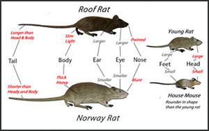 Graphique d'identification des rats