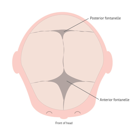 Ilustración que muestra la fontanela anterior y posterior en el cráneo de un bebé.