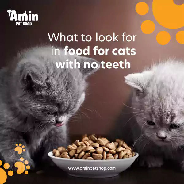 Mèo không có răng vẫn có thể ăn uống nhờ vào lưỡi linh hoạt