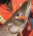 Soft Baits For Pike