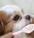 Chó Cavalier Spaniel già đang ăn thức ăn bằng thìa