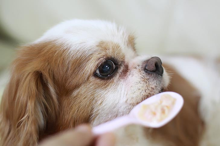 Chó Cavalier Spaniel già đang ăn thức ăn bằng thìa
