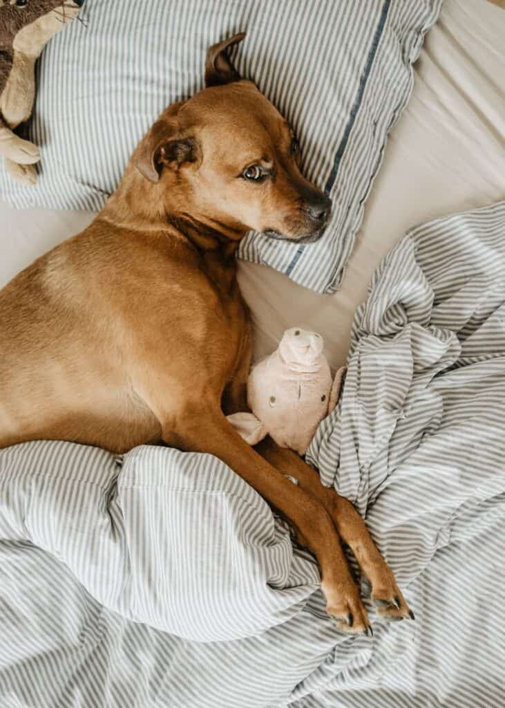 Chó Labrador cái cưng nựng đồ chơi mới của mình.