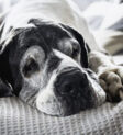 Senior dogs may need soft food not only for ease of chewing, but for ease of digestion.