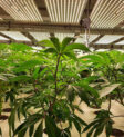 Lá cây cannabis bị rũ xuống do tưới quá nhiều, lá có màu xanh đậm và mềm nhũn