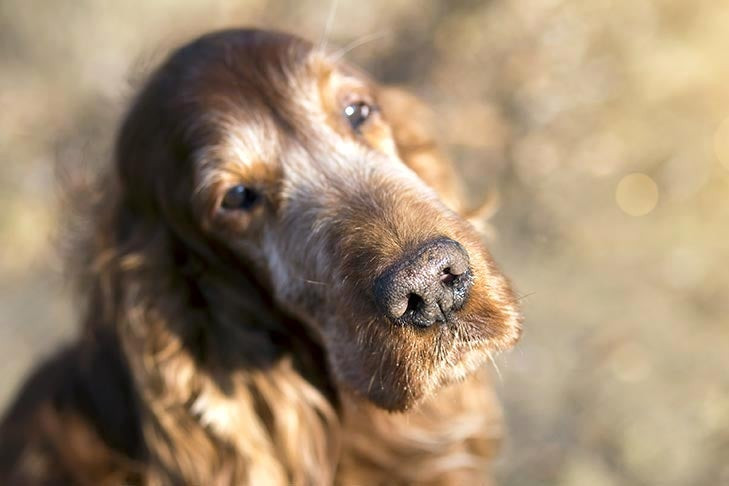Hình ảnh chó Irish Setter già đang nhìn lên