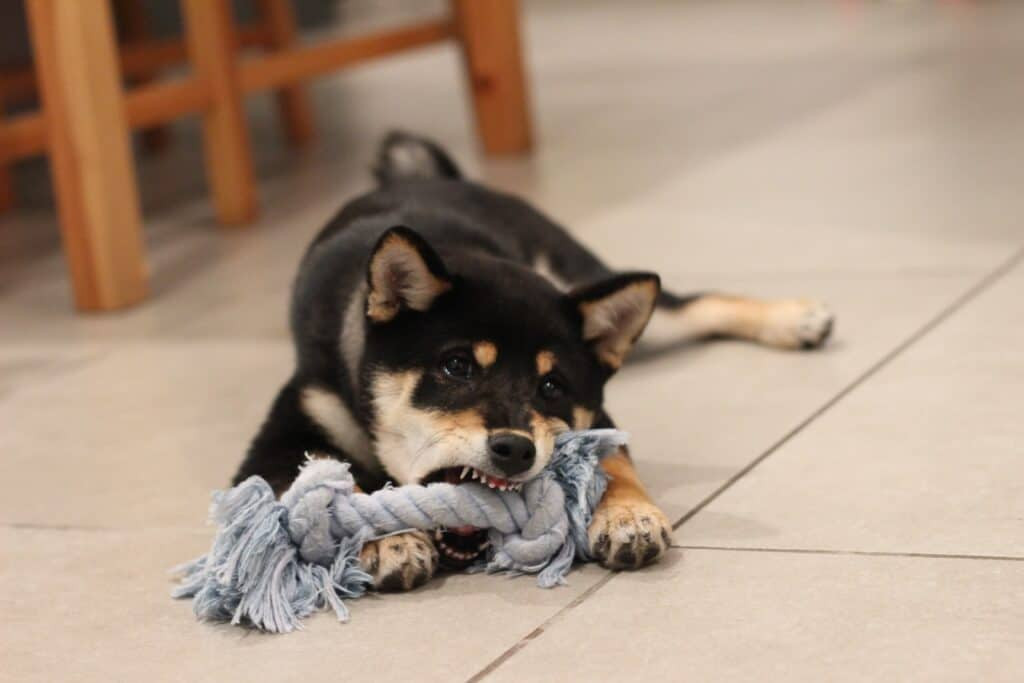 Chú chó Shiba Inu đen đang gầm gừ và chơi với đồ chơi bằng dây thừng