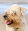 chó soft coated wheaten terrier cận cảnh