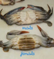 The underside of both a male and a female soft shell crab.