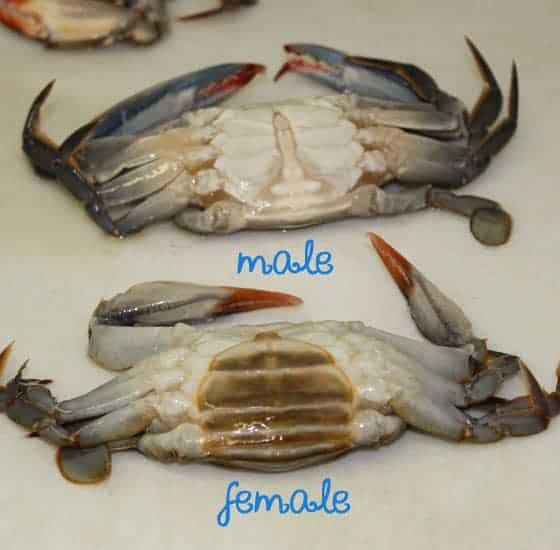 The underside of both a male and a female soft shell crab.